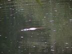 Platypus.JPG (45 KB)